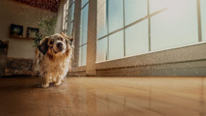 Pisos laminados Eucafloor agora têm resistência total à água