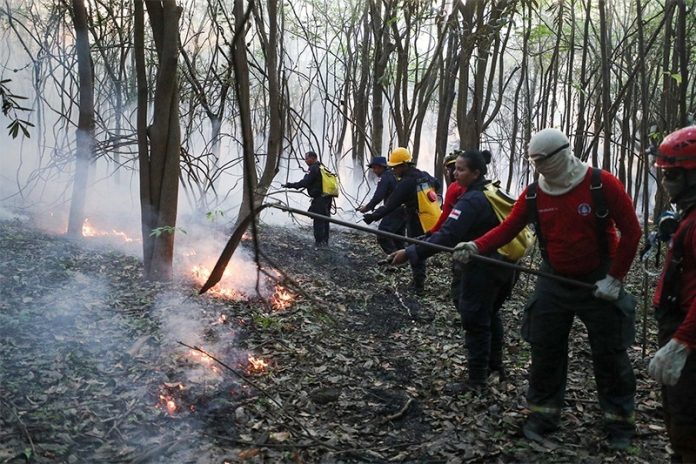 Amazonas avança no combate às queimadas e ao desmatamento